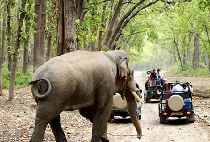 Jim-corbett